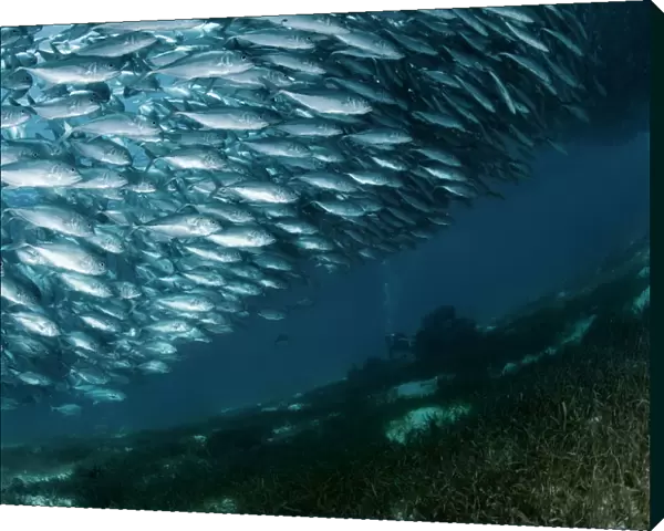 Solid wall of fish