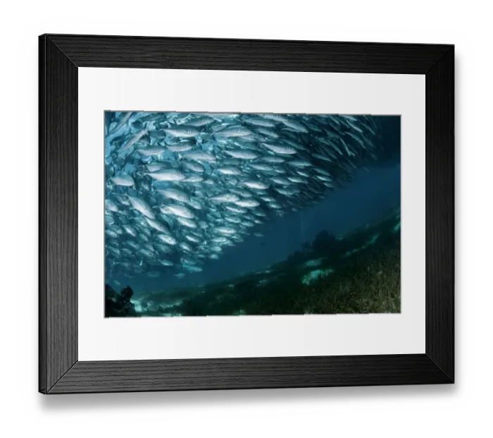 Framed Print : Solid wall of fish Framed Print : Solid wall of fish