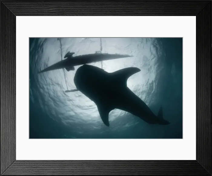 Framed Print : Whale shark Framed Print : Whale shark