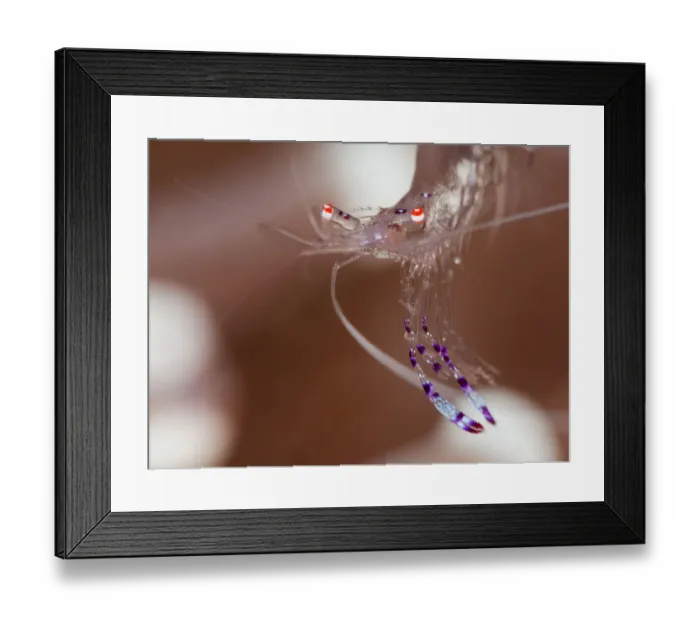 Framed Print : Glass shrimp Framed Print : Glass shrimp