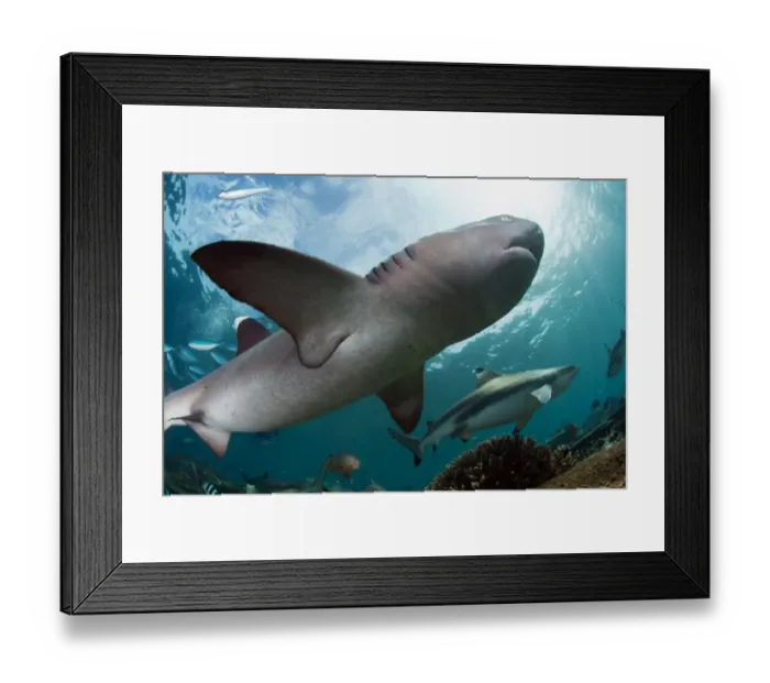 Framed Print : White and black tips reef sharks Framed Print : White and black tips reef sharks