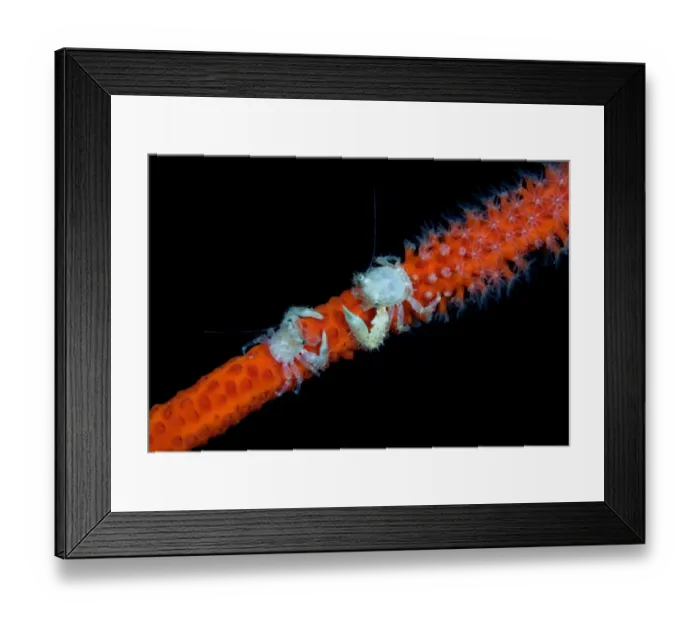 Framed Print : Opposition