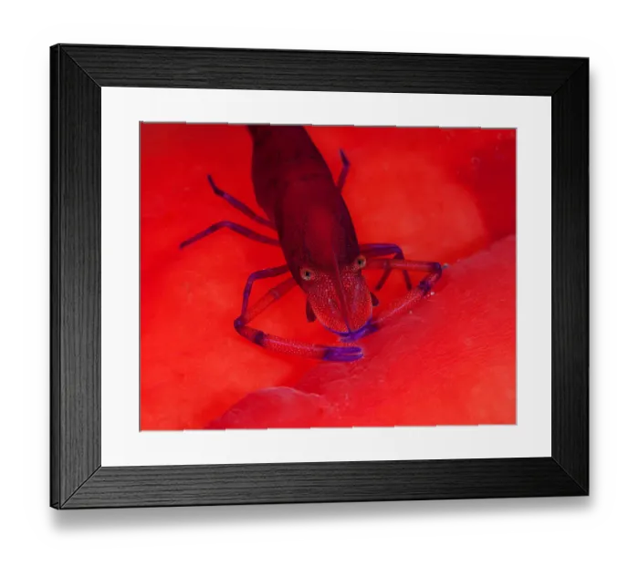 Framed Print : Shrimp in red sea Framed Print : Shrimp in red sea