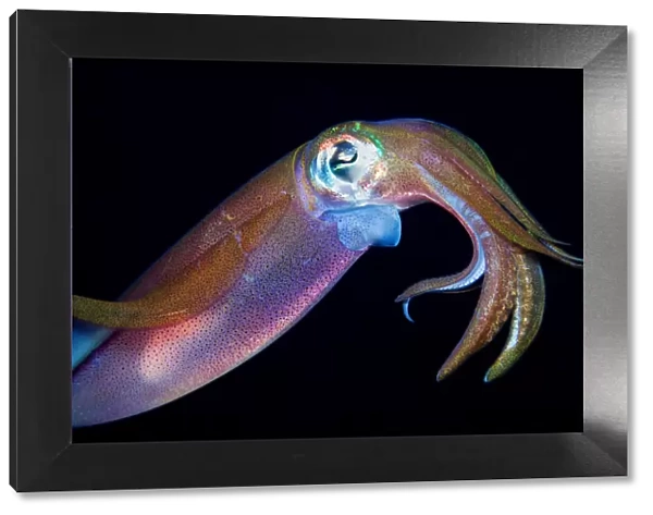 Squid. Reef squid underwater, Dahab, Egypt