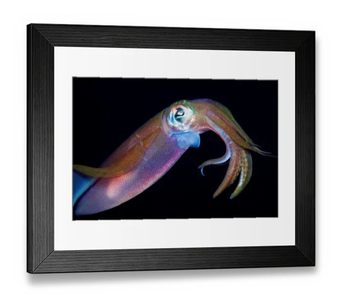 Framed Print : Squid. Reef squid underwater, Dahab, Egypt Framed Print : Squid. Reef squid underwater, Dahab, Egypt