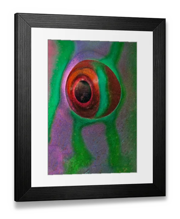 Framed Print : Eye of parrot-fish