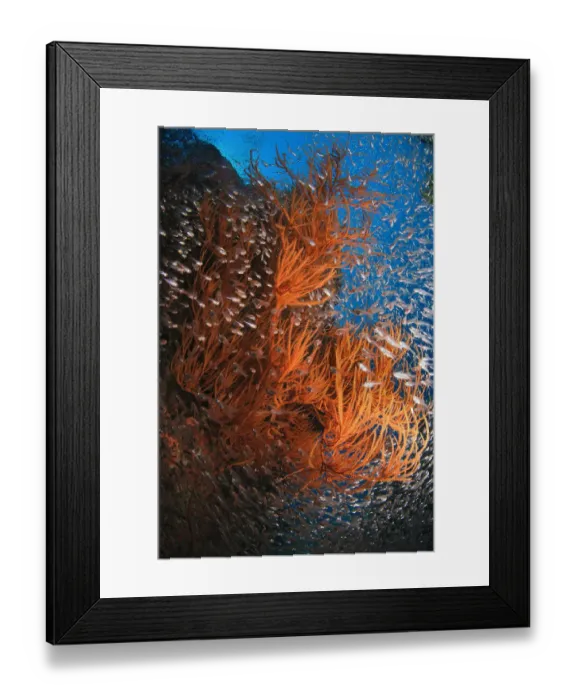 Framed Print : School of fish undersea Framed Print : School of fish undersea