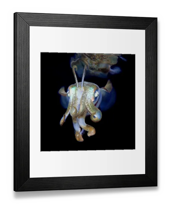 Framed Print : Reef Squid Close Up Framed Print : Reef Squid Close Up