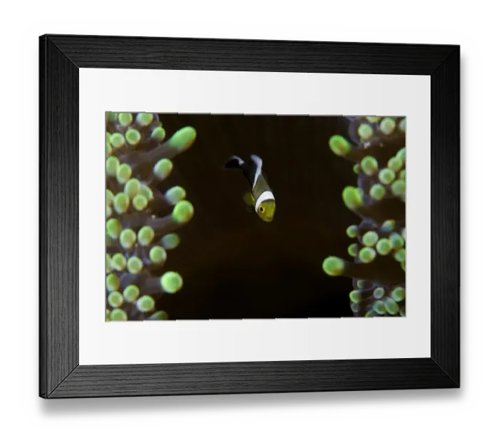 Framed Print : Baby anemon-fish