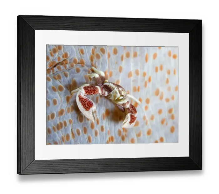 Framed Print : Crab. Porcelain crab on back side of anemone, Indonesia Framed Print : Crab. Porcelain crab on back side of anemone, Indonesia
