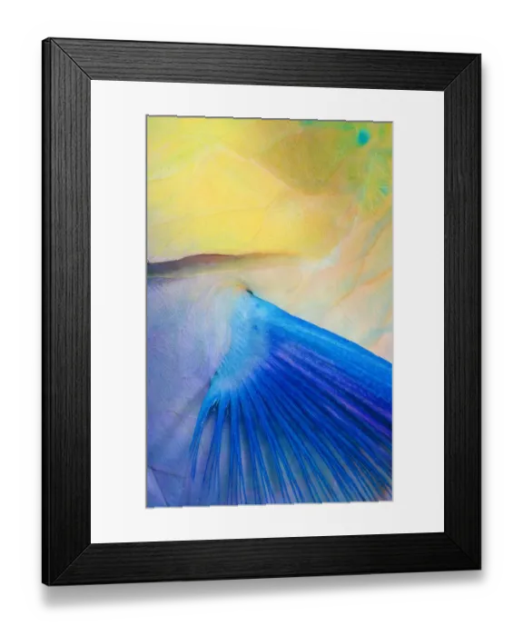 Framed Print : Close up of parrot fish fin Framed Print : Close up of parrot fish fin