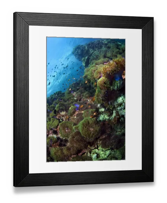 Framed Print : Cornucopia Framed Print : Cornucopia