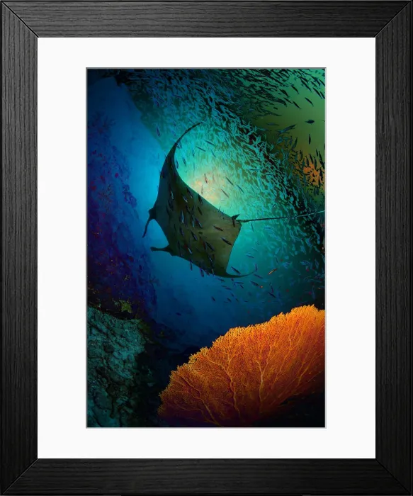 Framed Print : Manta dreams Framed Print : Manta dreams