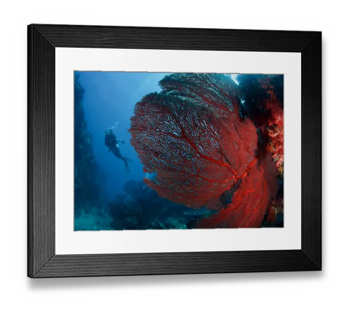 Framed Print : Underwater paradise Framed Print : Underwater paradise