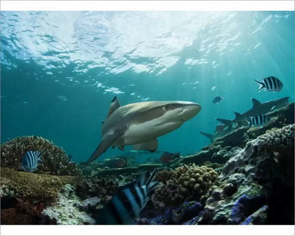 Fiji sharks in water