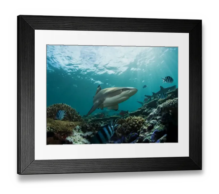 Framed Print : Fiji sharks in water Framed Print : Fiji sharks in water