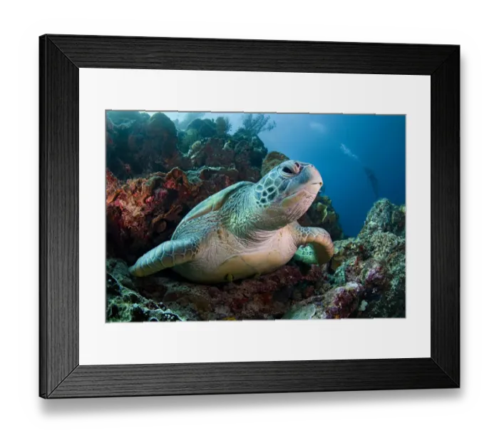 Framed Print : Giant turtle of Bunaken