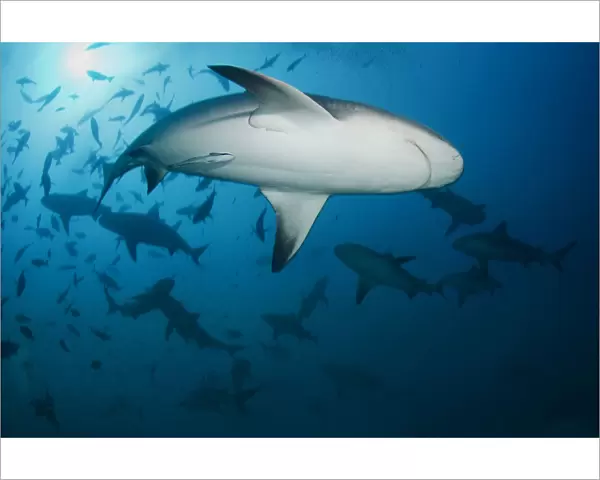 Fiji sharks