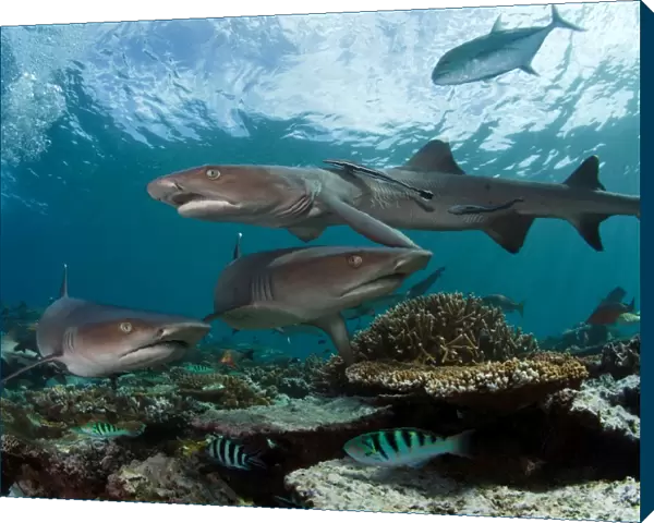Fiji reef sharks