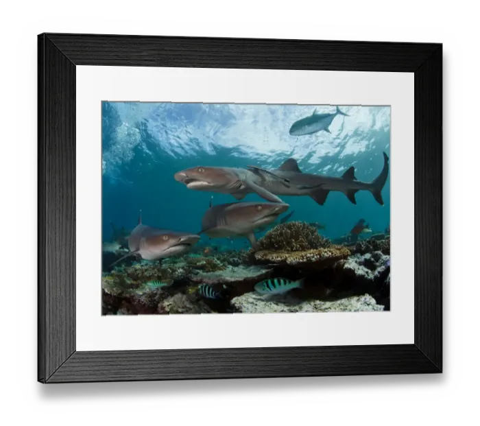 Framed Print : Fiji reef sharks Framed Print : Fiji reef sharks