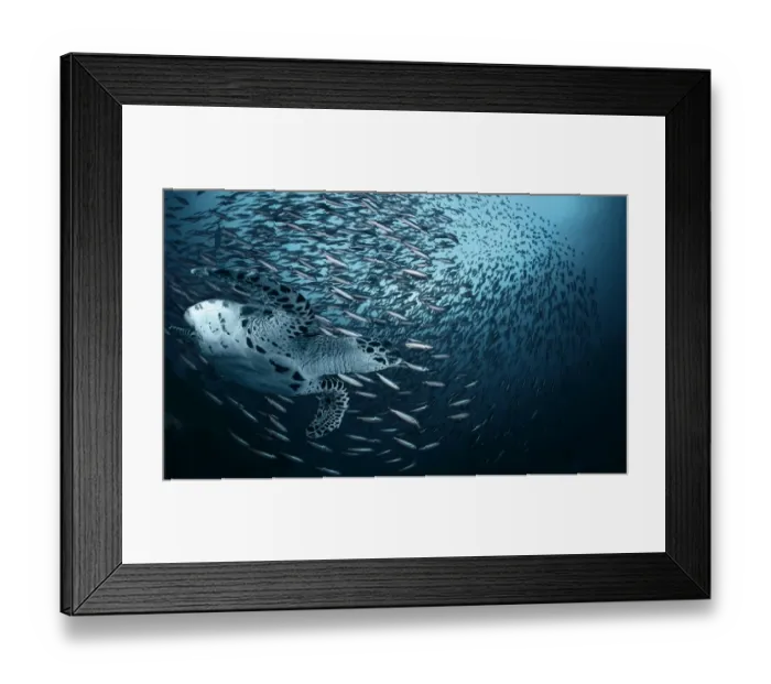 Framed Print : Sea turtle and huge group of sardines Framed Print : Sea turtle and huge group of sardines
