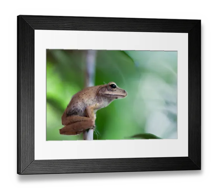 Framed Print : Frog. Cambodian jungle Framed Print : Frog. Cambodian jungle