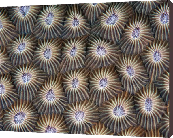 Surface of coral