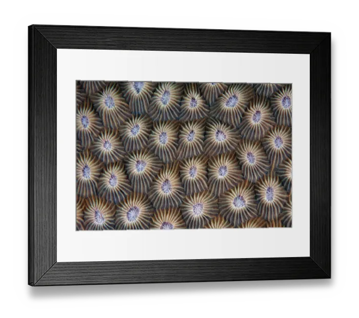 Framed Print : Surface of coral Framed Print : Surface of coral
