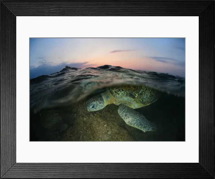 Framed Print : Night swim Framed Print : Night swim