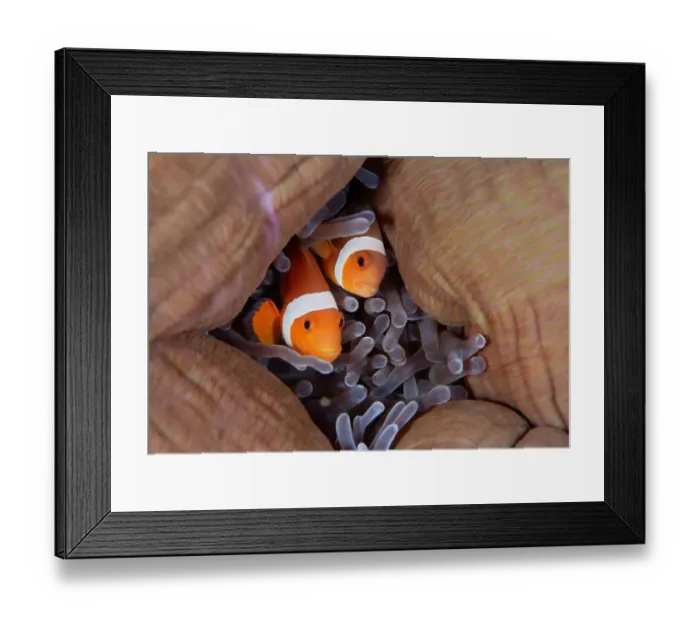 Framed Print : Pair anemonefish at their home. West Papua Framed Print : Pair anemonefish at their home. West Papua