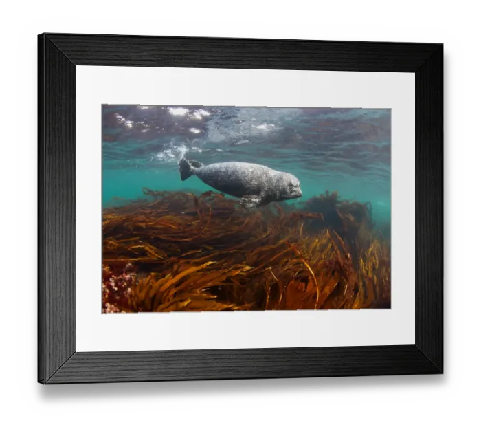 Framed Print : Antur (islands seal - Phoca vitulina stejnegeri)Commander islands, Russia Framed Print : Antur (islands seal - Phoca vitulina stejnegeri)Commander islands, Russia