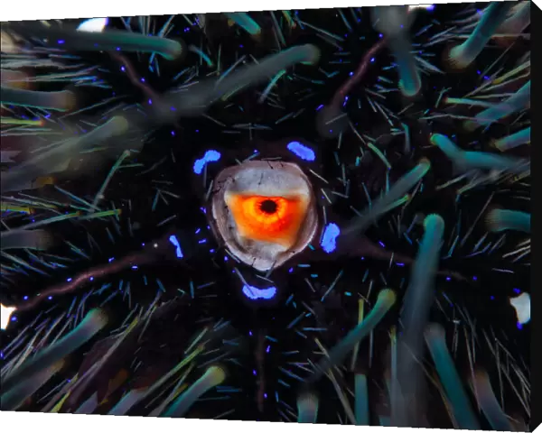 Urchin. Sea urchinCambodia underwater