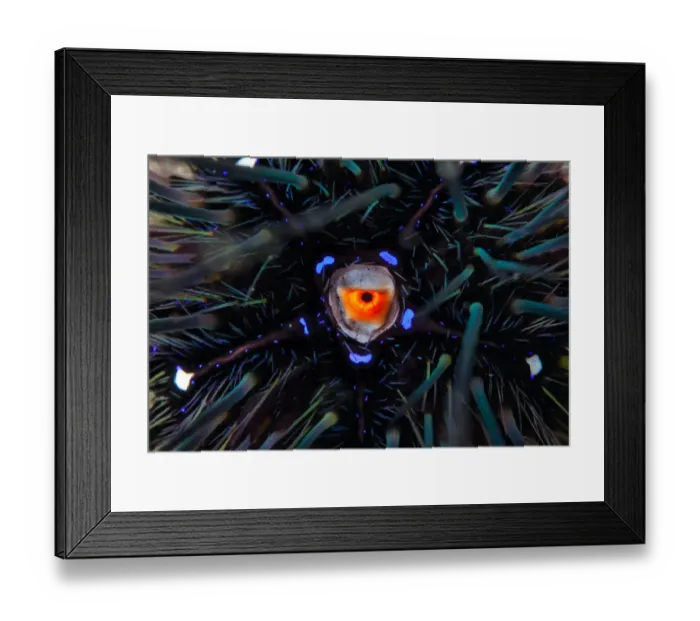Framed Print : Urchin. Sea urchinCambodia underwater