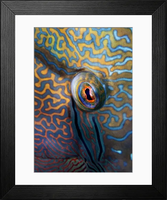 Framed Print : Beholder. Eye of napoleon fish Framed Print : Beholder. Eye of napoleon fish