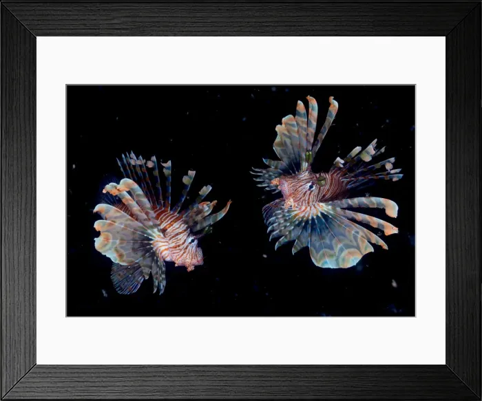 Framed Print : Night dance