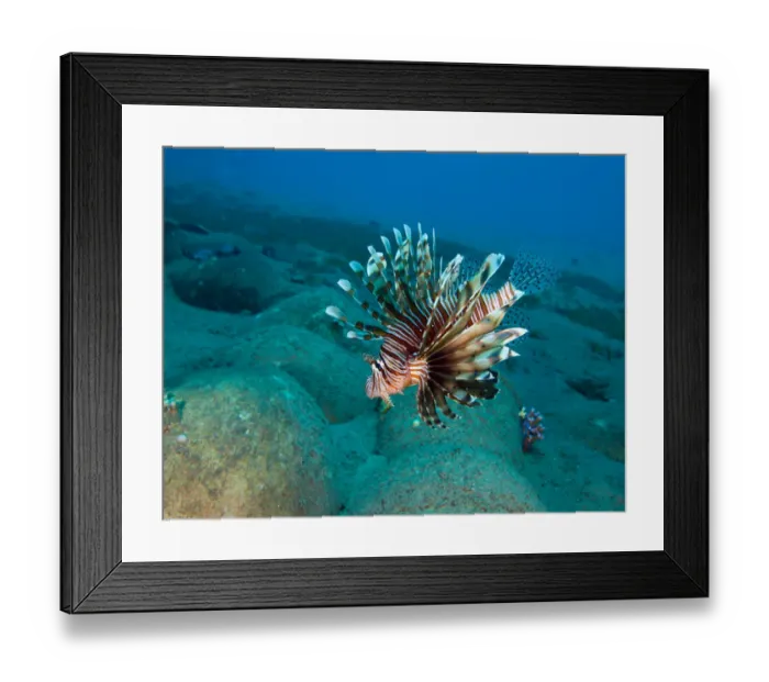 Framed Print : Lionfish. Andrey Narchuk Photography, 183616853 Framed Print : Lionfish. Andrey Narchuk Photography, 183616853
