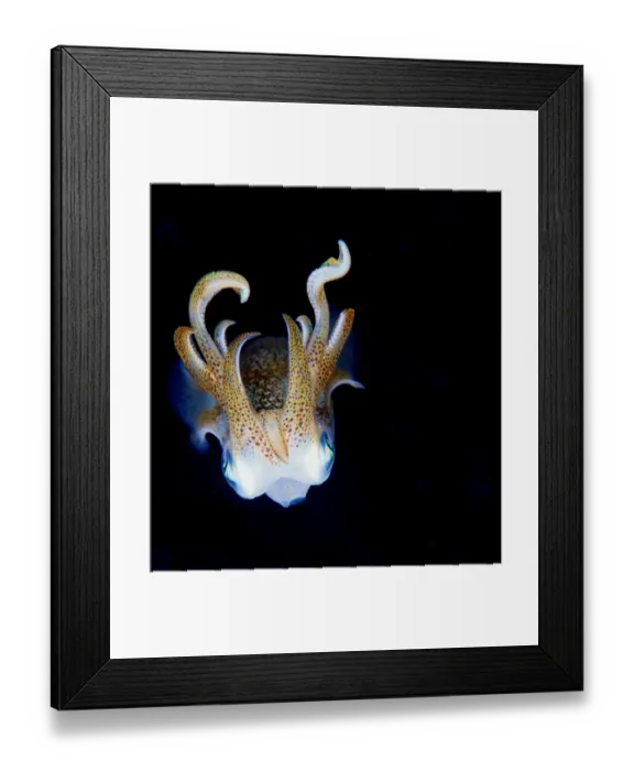 Framed Print : Squid at night Framed Print : Squid at night