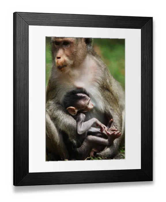 Framed Print : Monkeys cubs Framed Print : Monkeys cubs