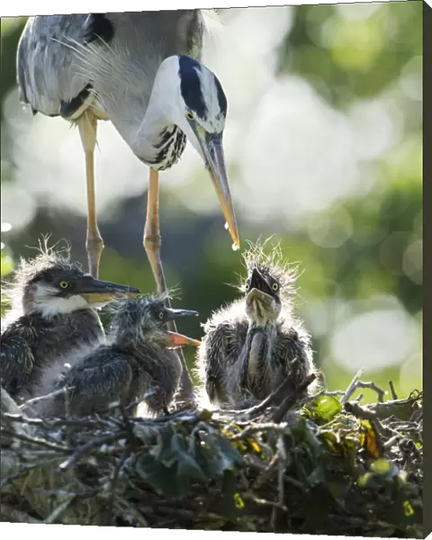 Last drop. Heron feeding their young.Little chicks are not able to eat the whole fish