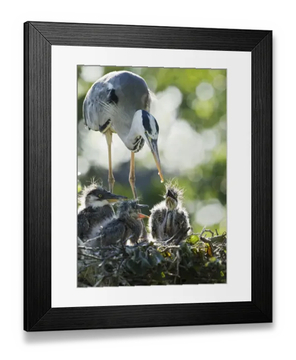 Framed Print : Last drop. Heron feeding their young.Little chicks are not able to eat the whole fish