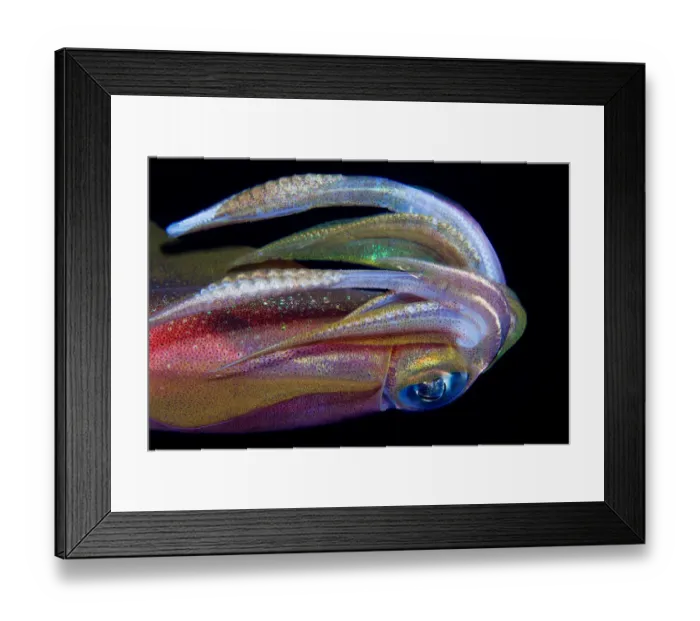 Framed Print : Squid. Underwater. Night dive. Reef squid close-up