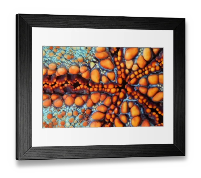 Framed Print : Sea star. Back side of sea star.Underwater close-up. Cambodia