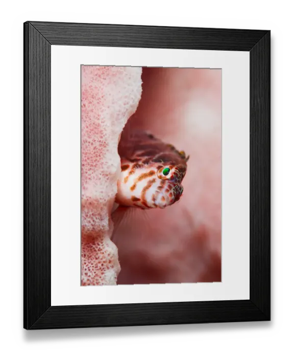 Framed Print : hawkfish portrait Framed Print : hawkfish portrait