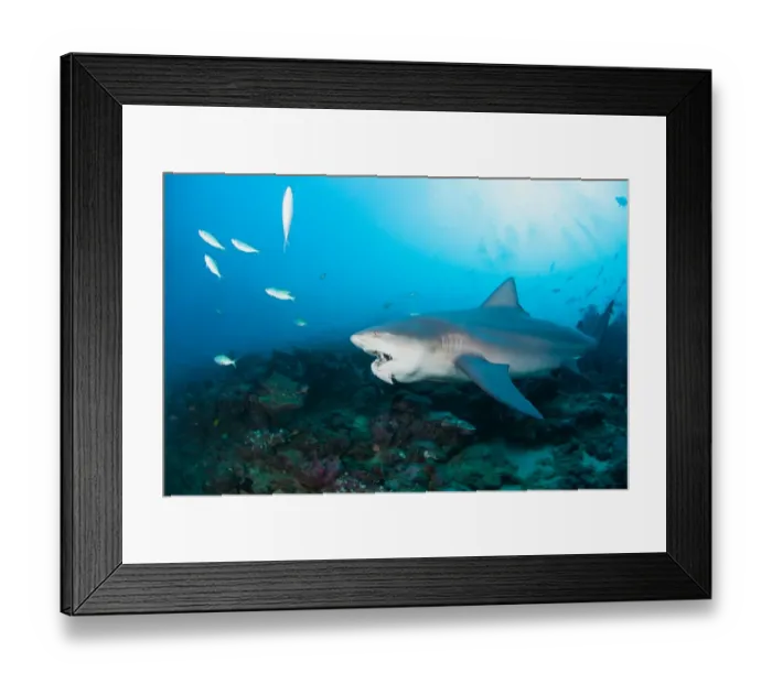 Framed Print : Ups. Bull shark with part of the tuna at his mouth.Fiji. Bequa lagoon Framed Print : Ups. Bull shark with part of the tuna at his mouth.Fiji. Bequa lagoon