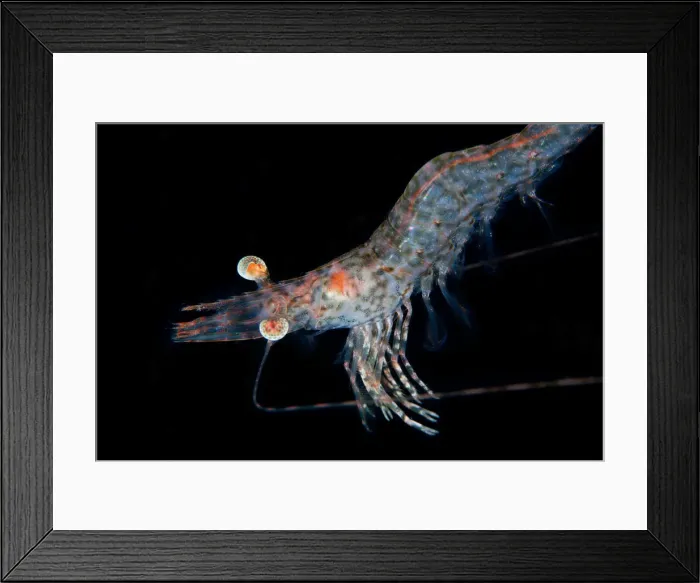 Framed Print : Shrimp portrait Framed Print : Shrimp portrait