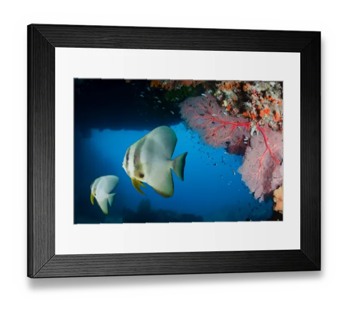 Framed Print : Bat fish. Pair of batfish at underwater cavern. West Papua (Raja Ampat) Framed Print : Bat fish. Pair of batfish at underwater cavern. West Papua (Raja Ampat)