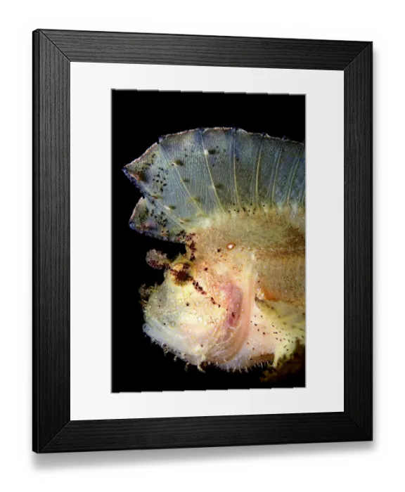 Framed Print : Iroquois. Leaf fish portraitunderwater, wildlife Framed Print : Iroquois. Leaf fish portraitunderwater, wildlife