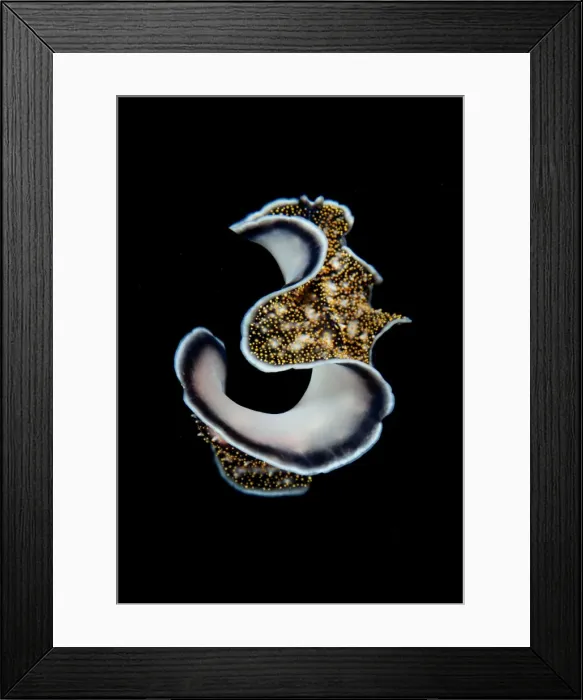 Framed Print : Three. Flat worm underwater in close up against black background Framed Print : Three. Flat worm underwater in close up against black background