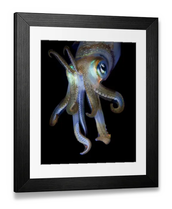 Framed Print : night observer Framed Print : night observer