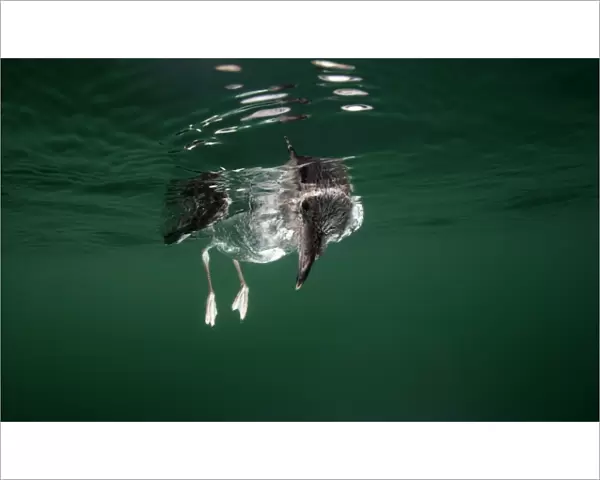 Gull in green water